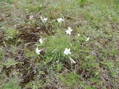 Dianthus acicularis