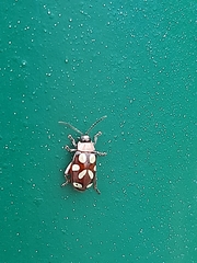 Omophoita
