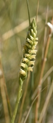 Spiranthes infernalis