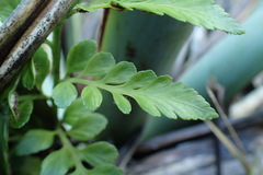 Asplenium lyallii