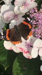Vanessa atalanta