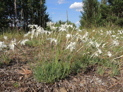 Dianthus acicularis