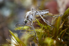 Aedes dorsalis