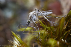 Aedes dorsalis