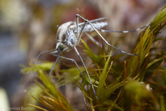 Aedes dorsalis