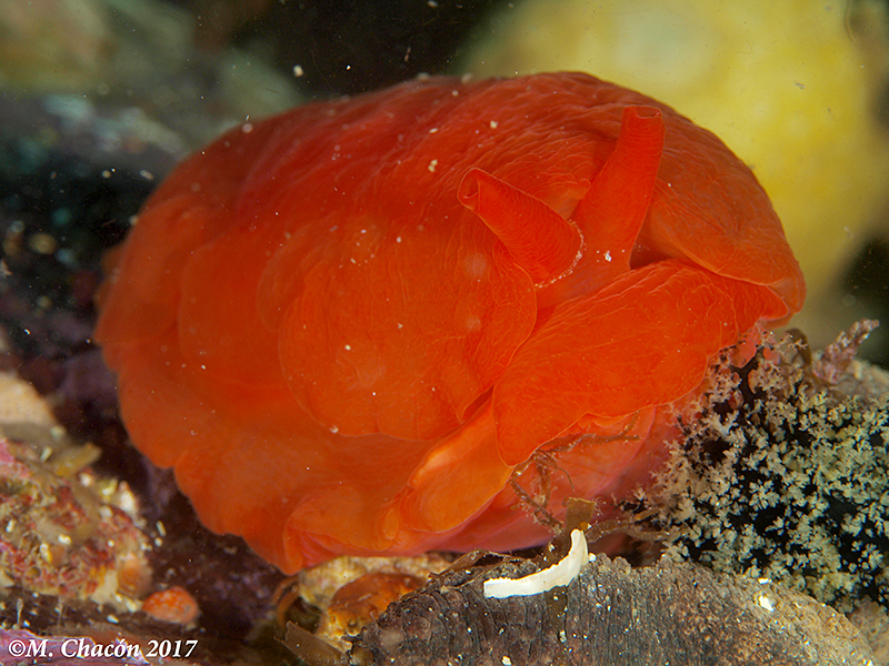 Berthella aurantiaca