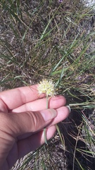 Allium marschalianum