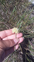 Allium marschalianum