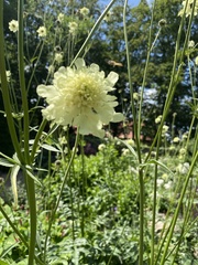 Cephalaria