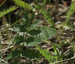 Thetidia smaragdaria