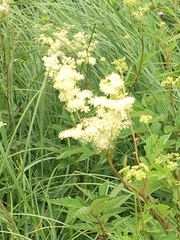 Filipendula ulmaria