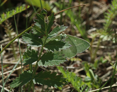 Thetidia smaragdaria