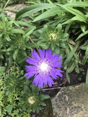 Stokesia