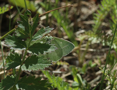 Thetidia smaragdaria