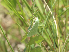 Thetidia smaragdaria