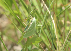 Thetidia smaragdaria