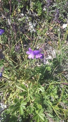 Campanula sibirica taurica