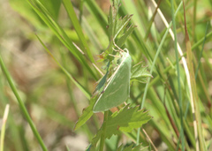 Thetidia smaragdaria