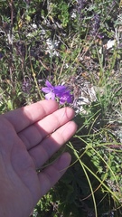 Campanula sibirica taurica
