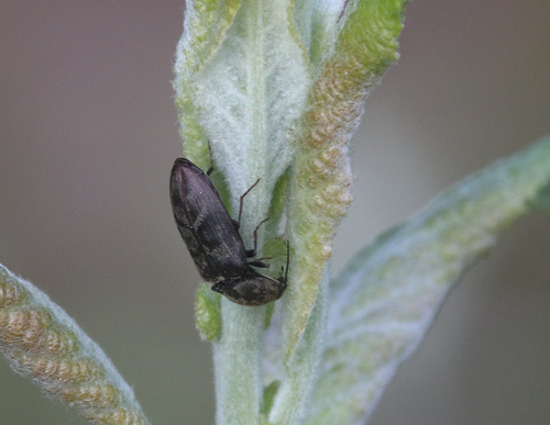 Chequered click beetle photo 5