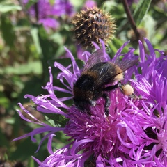 Bombus subterraneus