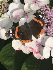 Vanessa atalanta