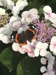 Vanessa atalanta