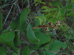 Miconia rufescens