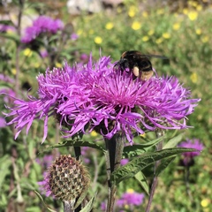 Bombus subterraneus