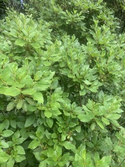 Rhododendron mucronatum