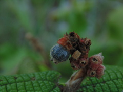 Miconia rufescens