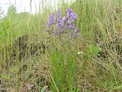 Polygala wolfgangiana