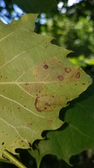 Ectoedemia platanella