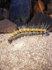 Bombycomorpha bifascia