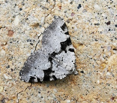 Macaria bitactata