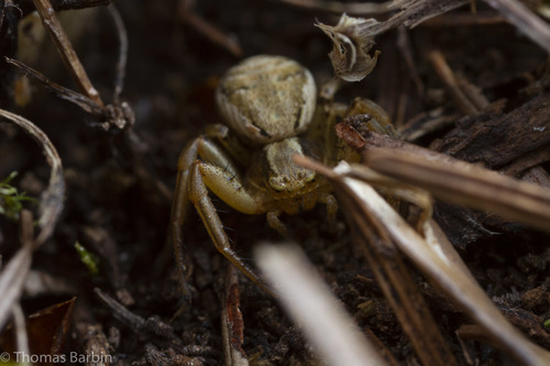 Hooked Ground Crab Spider