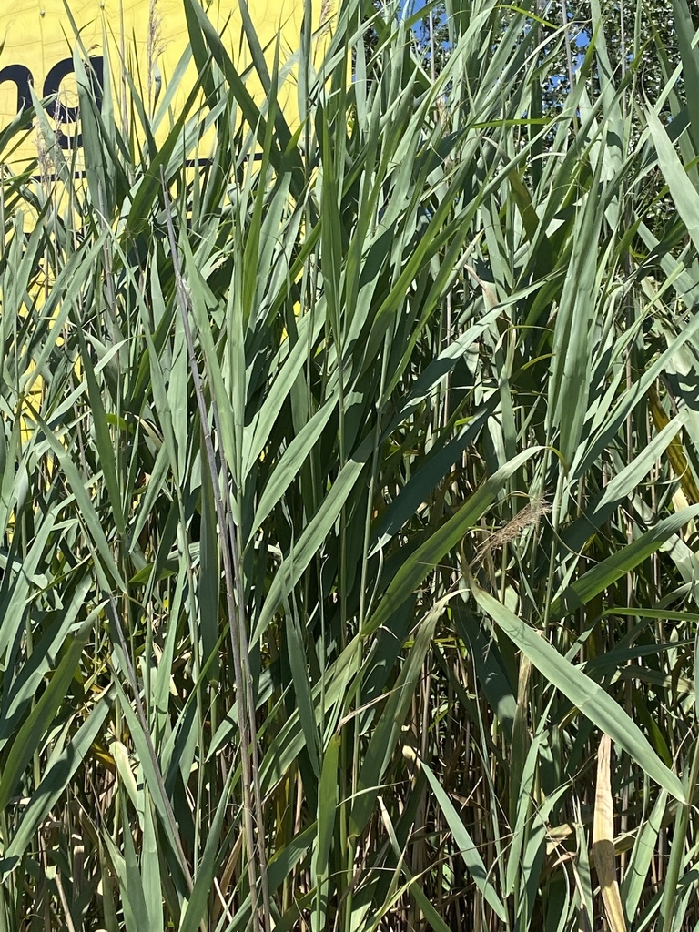 Common Reed Mt common reed from Green Island, Seaford, NY, US on July 12, 2020 at 12: ...