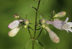 Penstemon calycosus