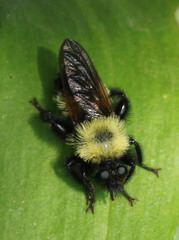 Laphria thoracica
