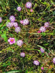 Lampranthus filicaulis