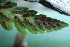 Asplenium lyallii