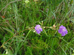 Tibouchina aspera