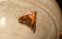 Agrotera