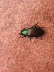 Notiobia cupripennis
