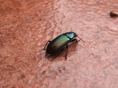 Notiobia cupripennis