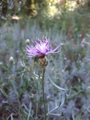 Centaurea arenaria