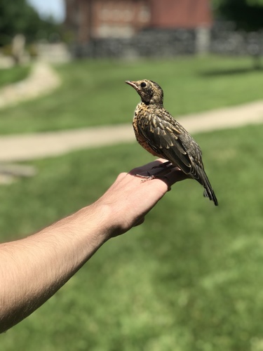 American Robin photographed in Kentucky