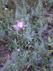 Centaurea arenaria