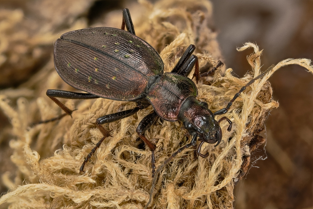 Carabus depressus lucens
