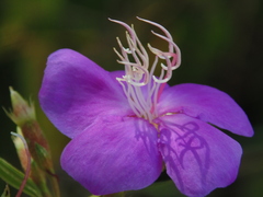 Tibouchina aspera